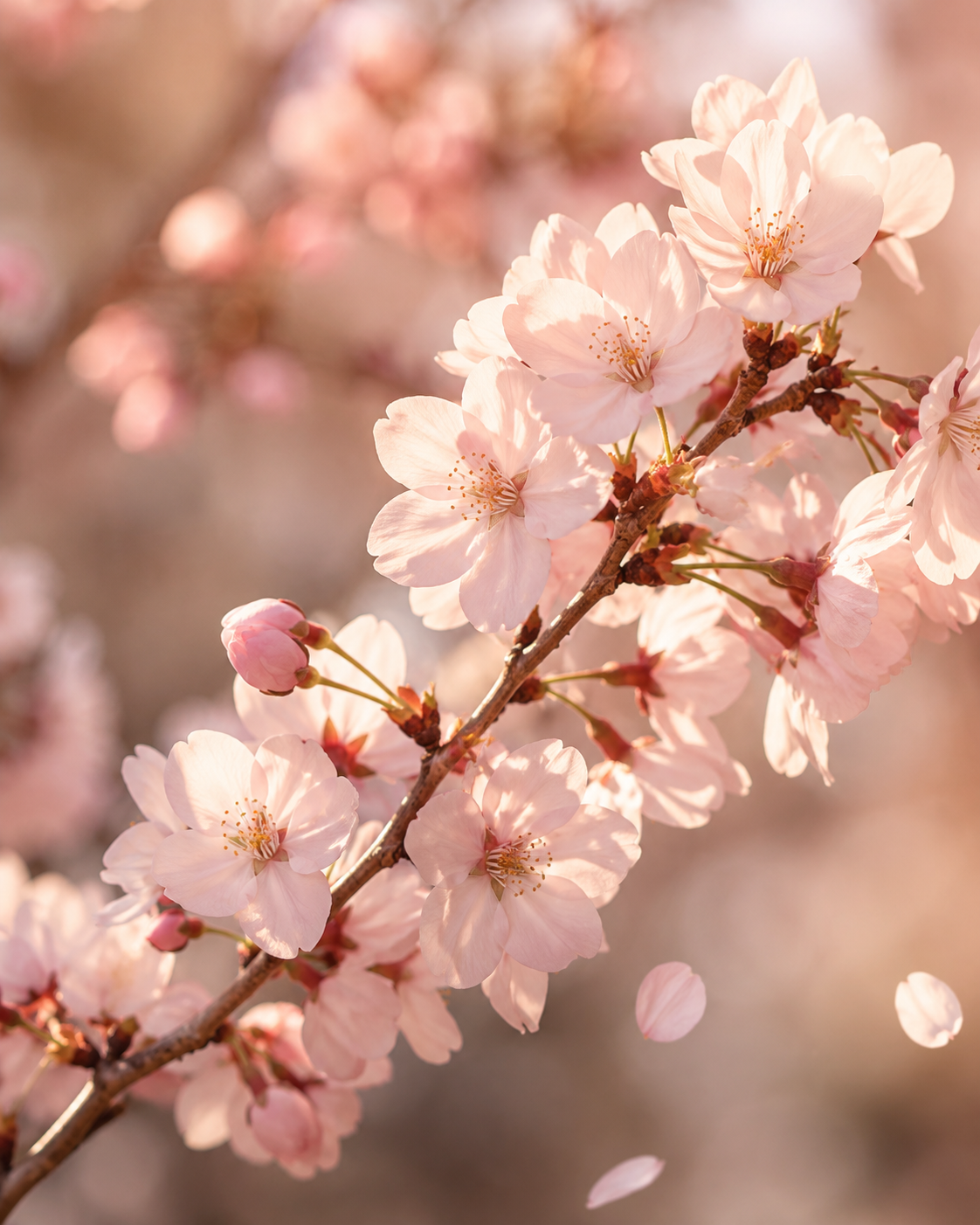 Flora Collection - Sakura